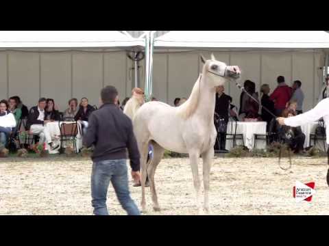 N.6 AISHA BY ANGELIKA - Bergamo 2015 - Yearling Fillies (Class 1A)