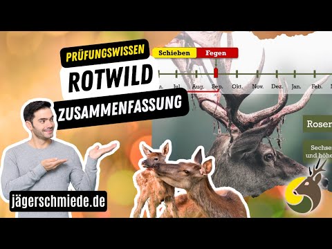 🦌ROTWILD ZUSAMMENFASSUNG🦌 - Wissen für die Jagdprüfung!🌿🦊