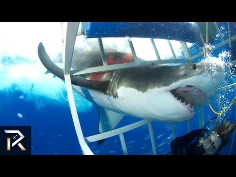 10 TERRRIFYING Shark Encounters Caught On Tape