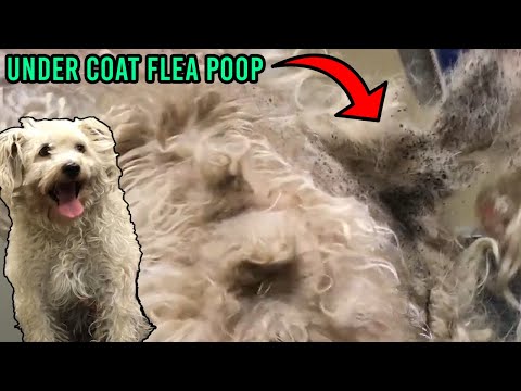 So Much Flea Poop Major Transformation Rescue Dog Gets New Life