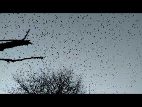 Starlings murmurating over Ashprington in Devon