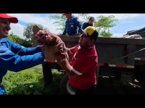 La papa doble beneficio se entrega en Hato Corozal. Son comprados a campesinos boyacenses 