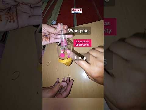 Human Respiratory System || Activity 10.6 Class 7 Science #shorts #anjus_science