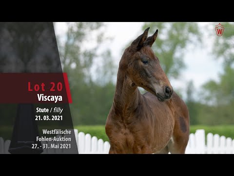 Westfälische Online Auktion-Fohlen Lot 20 Viscaya Stute v. Vitalis - Rocky Lee