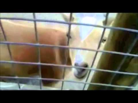 Goat Evolution by Werner Herzog