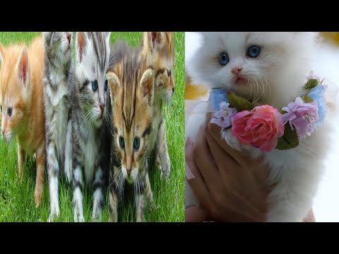 #cute baby cat,  cute cat videos, cat videos, aww animals, cat compilation, cat videos compilation