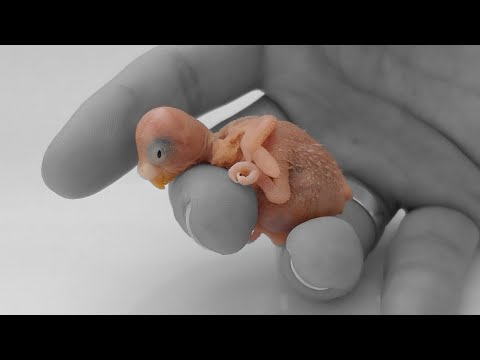 Calming Music For Birds || Budgies || Relaxing Music to Tame your Birds