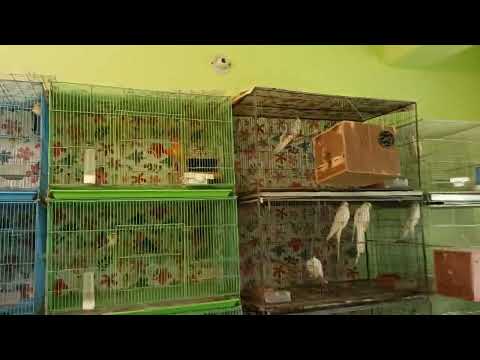 আমাদের পাখির খামার মুন্সিগঞ্জ / munshigunj sodor #birds #foryou #Habiba'saviary