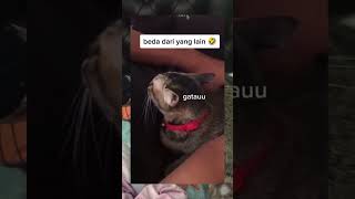 Download lagu Gatau ya gatau ๐โจ #youtube #yotubeshort #lucu #viral #youtubeshorts #kucing #kucinglucu mp3 Download lagu Gatau ya gatau ๐โจ #youtube #yotubeshort #lucu #viral #youtubeshorts #kucing #kucinglucu mp3