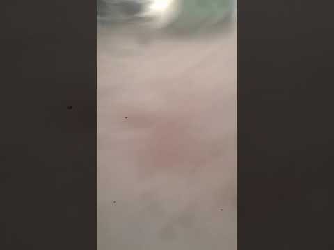 Como   vañar    un    perro,