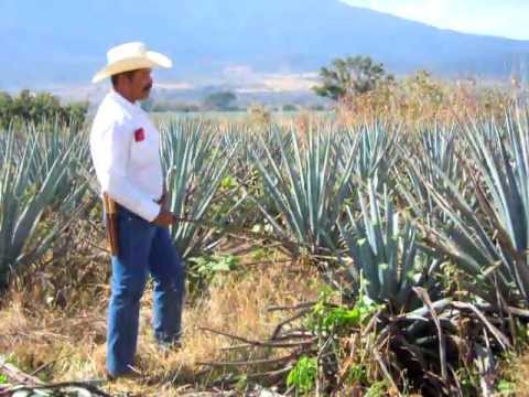 Como se corta el agave azul para hacer Tequila