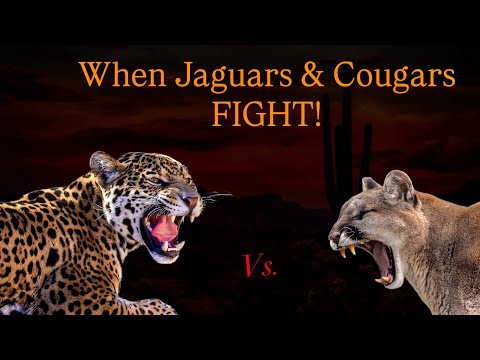 Jaguars Vs Pumas: Natures Ultimate Rivalry Explained!