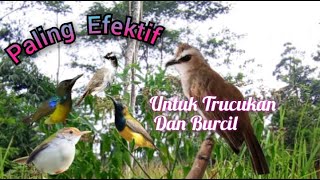 Download lagu Suara Pikat Trucukan Ribut Vs Burcil Paling Efektif mp3 Download lagu Suara Pikat Trucukan Ribut Vs Burcil Paling Efektif mp3