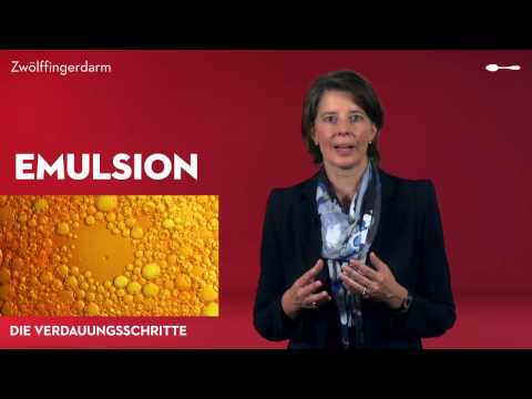 Das Verdauungssystem - Der Dünndarm