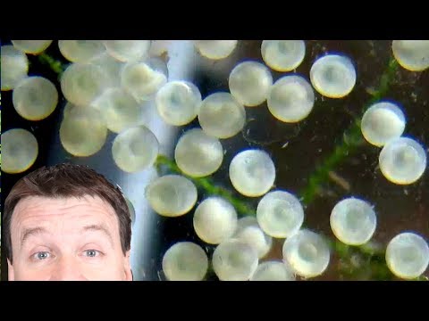 Cory Catfish Eggs  - What Shall I Do? Incubator / Egg Tumbler in the Fish Room