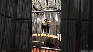 Download lagu burung beo suara sirene#shorts mp3