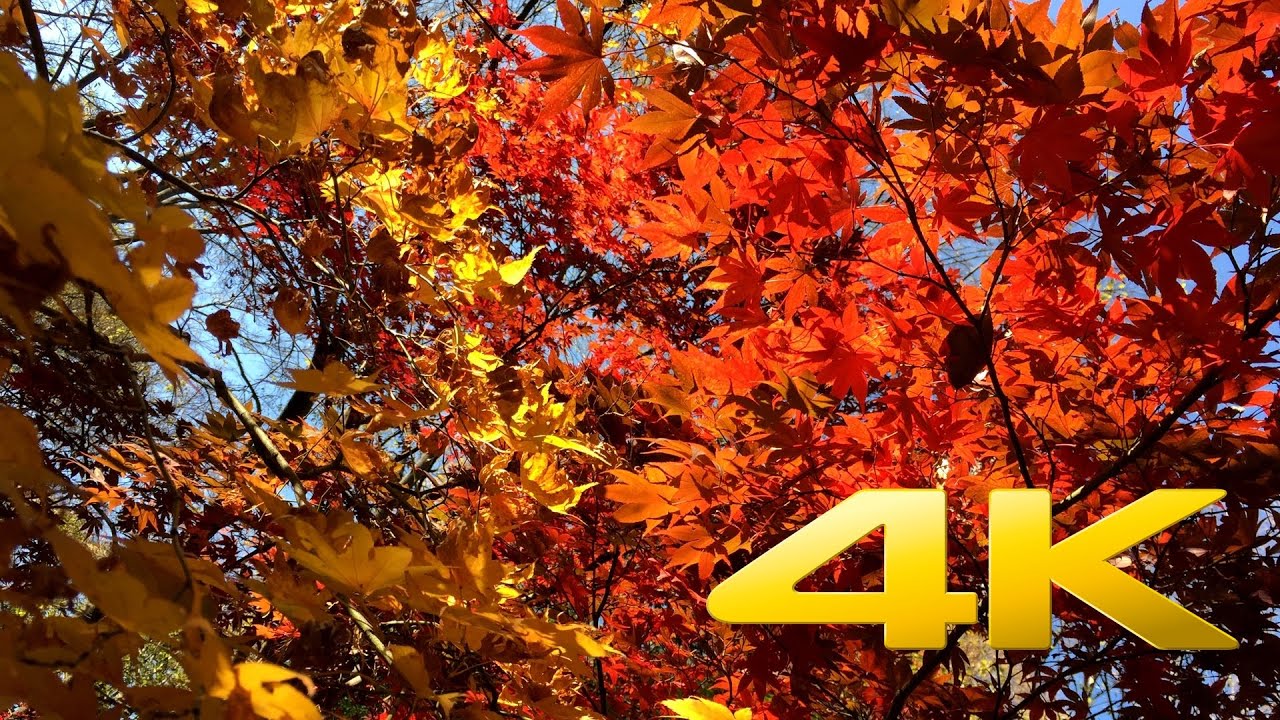 Autumn Leaves Near Tokyo Tower