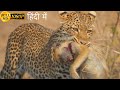A Leopard Queen Legacy Animal Planet In Hindi Wildlife Documentary Hindi