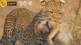 A Leopard Queen Legacy  animal planet full episode