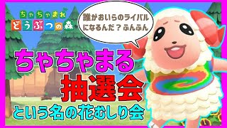[あつ森]ちゃちゃまる抽選会！