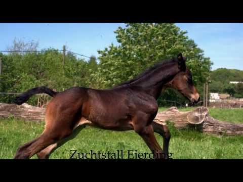 Hengstfohlen von all music x Faveur