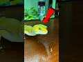 This Chameleon Has Skin That Repels Water! 😱💧 The Result Is Unreal! #Shorts