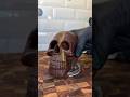 Dubai Chocolate Skull Shorts