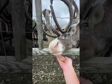 Reno en la granja Horonobe tonakai