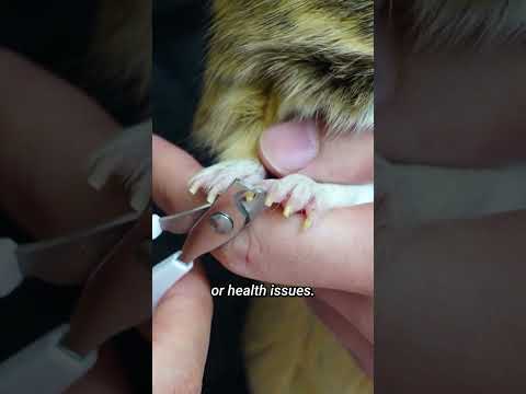 Guinea Pig Care 101: Everything You Need to Know! #shots  | GuineaDad School