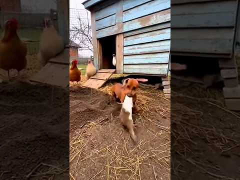😱😭Dachshund Catches Weasel Digging Near Chicken Coop!#weasel #chiken #Dachshund #dogs #animalshorts