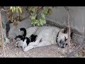 Dog Adopts Stray Kittens