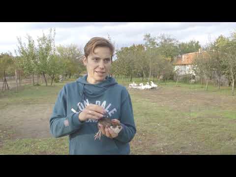 Uzgoj JAPANSKIH PREPERLICA i prodaja PREPELICIJIH JAJA - U nasem ataru 922