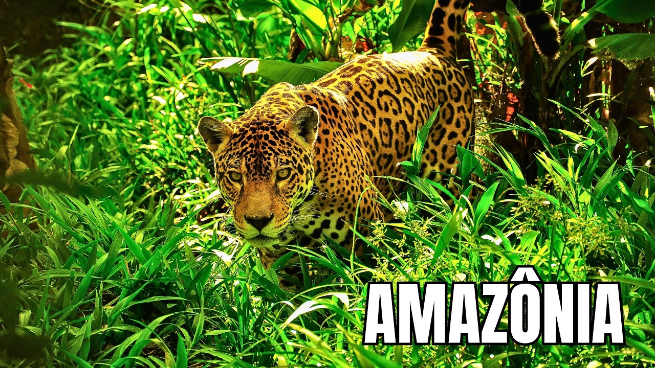 AMAZON | Wildlife in the World's Largest Forest - Documentary