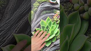 Round Wood Wall Art - Succulents