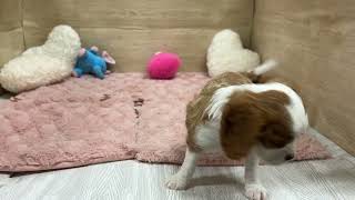 キャバリアの動画01