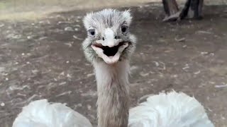 Download lagu Kevin's Successful Surprise Attack mp3 Download lagu Kevin's Successful Surprise Attack mp3