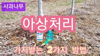 사과나무 아상처리 하는 2가지 방법