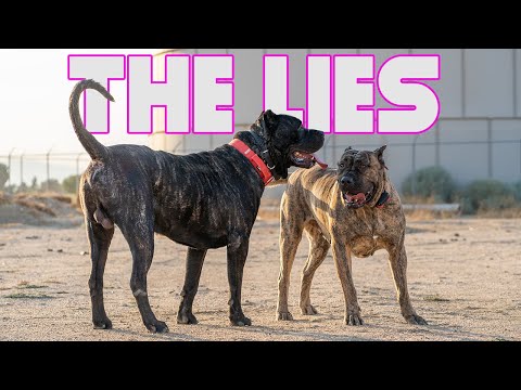Deception of Presa Canario Myths