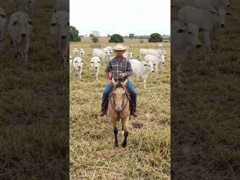 Minas Gerais: Fazenda do norte vira referência de sucesso no agronegócio