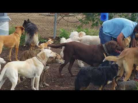 download lagu mp3 mp4 Venice Dog Park, download lagu Venice Dog Park gratis, unduh video klip Venice Dog Park