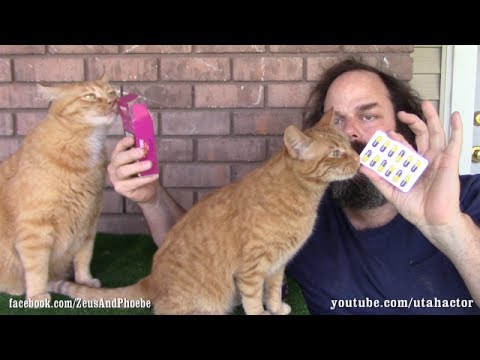 Deworming Pills: How To Get Your Cat To Take It