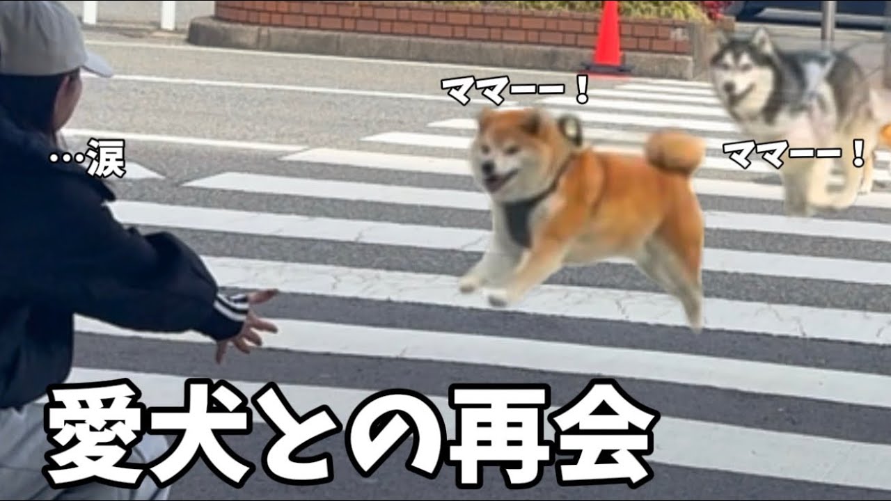 【愛犬と再会】ママと離れてご飯を全く食べれなくなったハスキー…元気をなくした柴犬…久々の再会はこうでした。