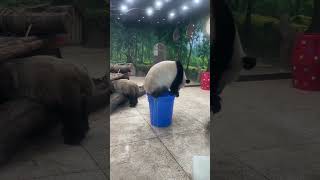 Download lagu The naughty panda sits in the bucket; splash, water overflows, its cute look is super eye-catching! mp3