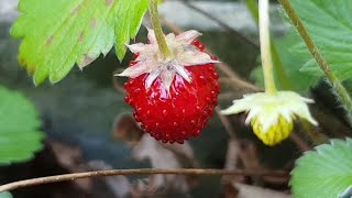 Wild Strawberry/Woodland Strawberry - Sweet Survival Plant