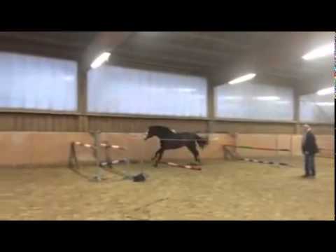 Gekörter Holst  Hengst, geb  2011 v  Connor x Corofino Lansing St 18 a2