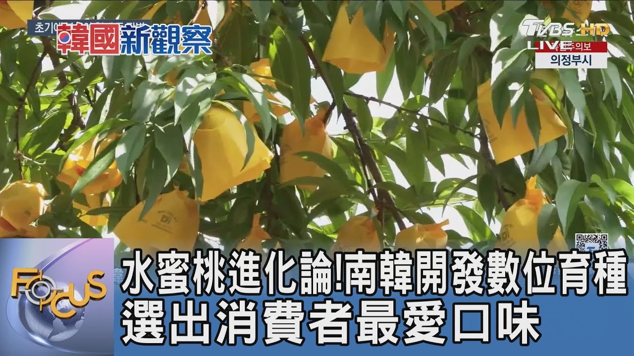 水蜜桃進化論!南韓開發數位育種選出消費者最愛口味