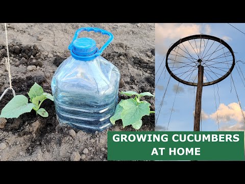 Amazing Idea to Grow Cucumbers at Home (Part 1)