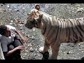White Tiger DELHI ZOO