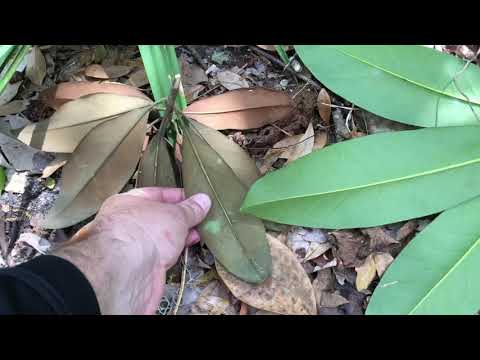 Plant Profile: Southern Magnolia (Magnolia Grandiflora)