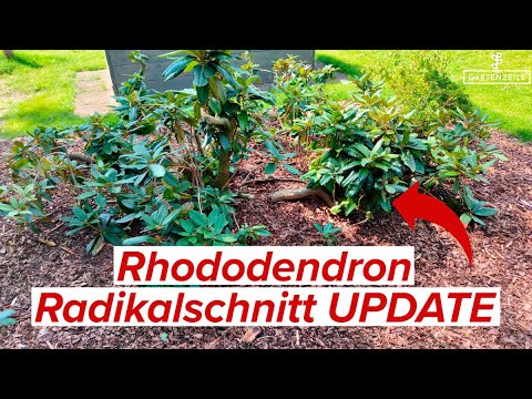 Rhododendron Radikalschnitt UPDATE - So sehen unsere Rhodos nach 6 Monaten aus